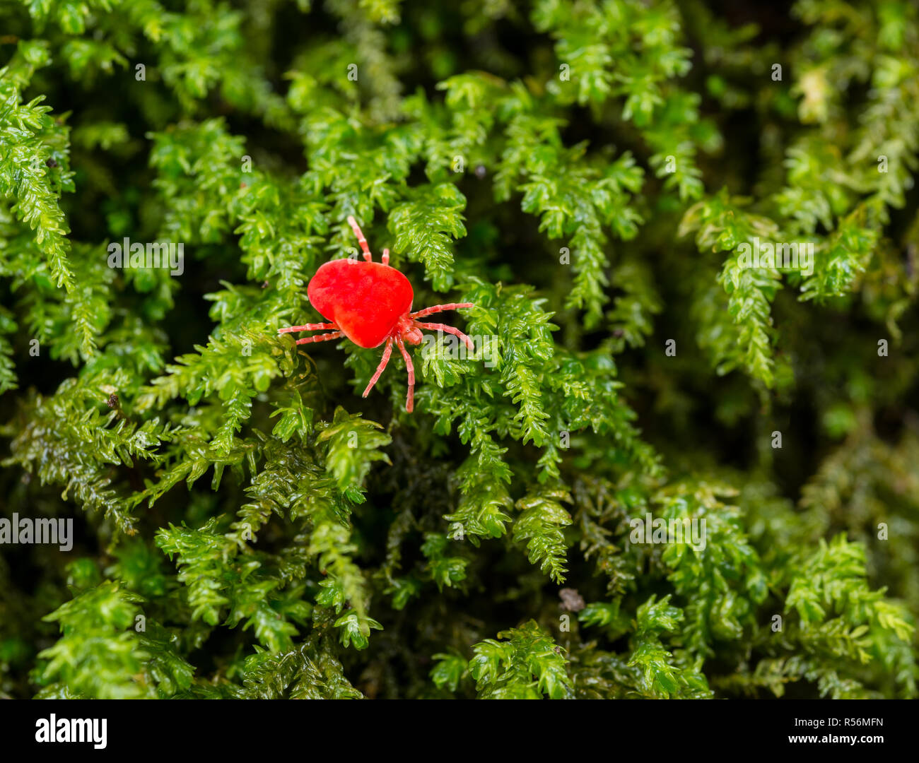 One of the many species of red velvet mite, Family Trombidiidae, likely Genus Trombidium, crawling across a bed of wet moss on a tree trunk in central Stock Photo