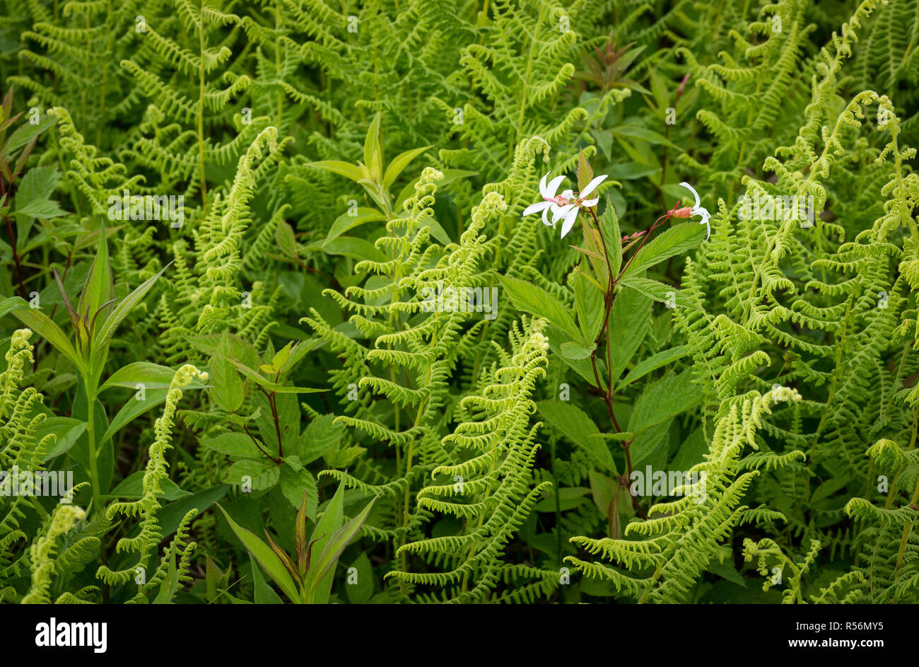 Bowman's root flowers blooming among hay-scented ferns in Big Meadows of Shenandoah National Park, Virginia. Stock Photo