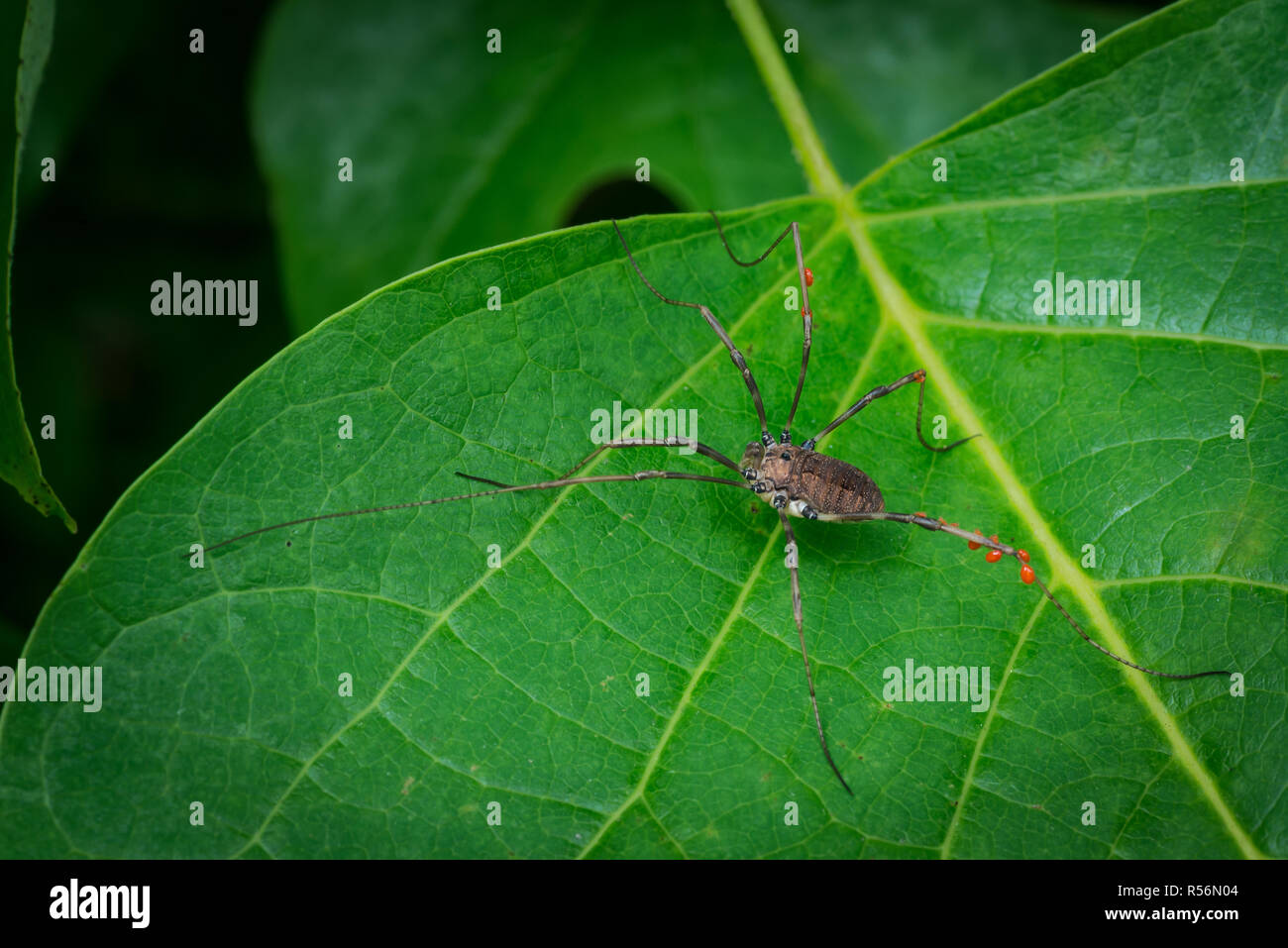 Harvestman, or daddy long legs, with red parasitic mites sucking fluids from its legs. Stock Photo