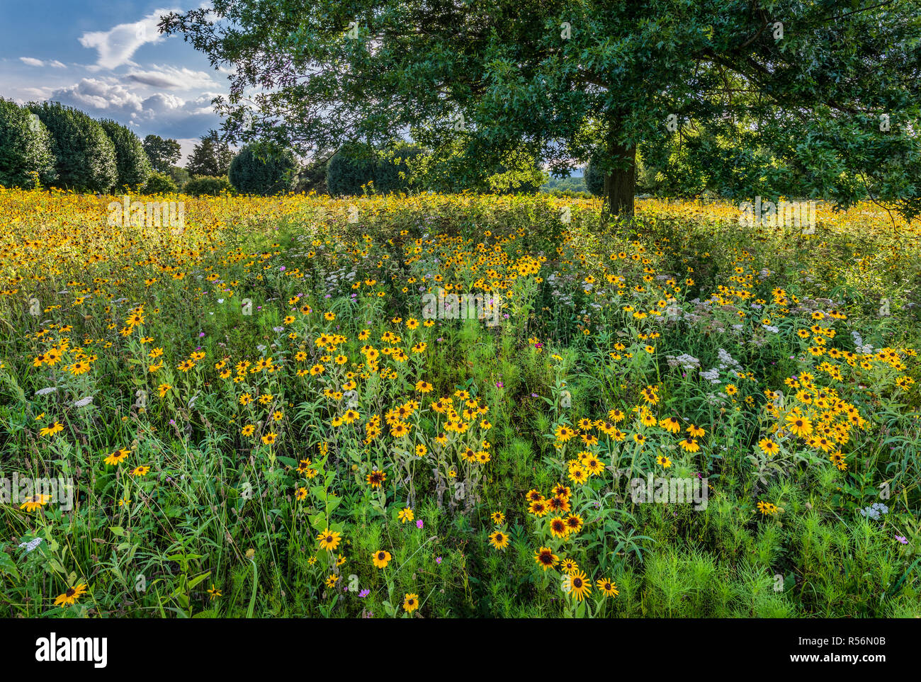 Black-eyed Susans and other native wildflowers in a meadow in central Virginia. Meadow was planted as a way to transform an ordinary hayfield into a h Stock Photo