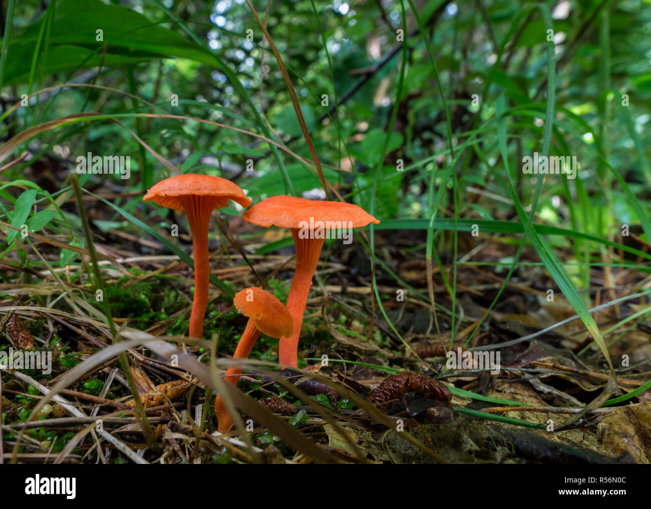 Fading scarlet waxy cap mushrooms on forest floor in central Virginia. Stock Photo