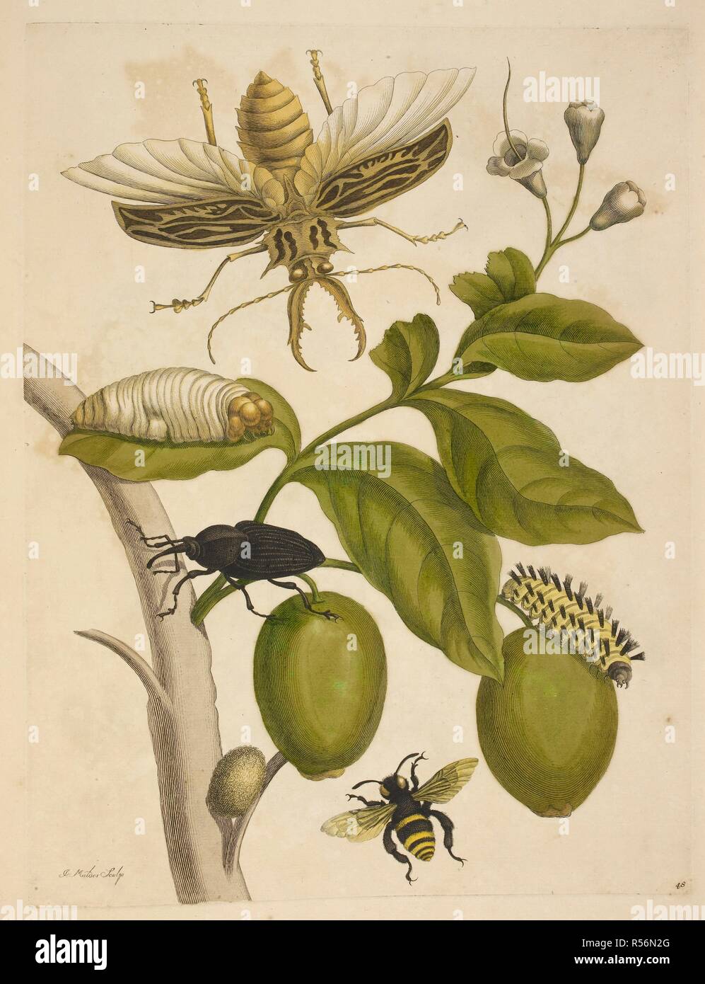 Various insects around a plant.  A caterpillar, beetle and flying insects. . Metamorphosis insectorum Surinamensium, of te verandering der Surinaamsche insecten, waar in de Surinaamsche Rupen en worm en met alle des zelfs veranderingen na het leven afgebeeld en beschreeven worden, zynde elk geplaast op die gewassen, bloemen en vruchten, daar sy op gevonden zyn; waar in ook de generatie der kikvorschen ... slangen, spinnen en Mieren werden vertoond en beschreeven, alles in America na het leven en levens groote geschildert en beschreeven. Amsterdam, 1705. Source: 649.c.26 page 48. Language: Dutc Stock Photo