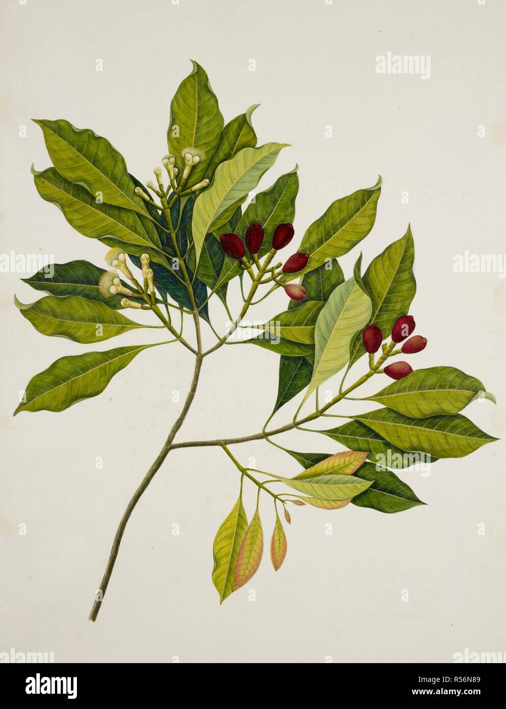 Clove Tree. c.1824. Eugenia Caryophyllus' (Spreng.) Bullock and S.G. Harrison (Myrtaceae). Clove Tree. From an album of 40 drawings made by Chinese artists at Bencoolen, Sumatra, for Sir Stamford Raffles. Watercolour.  Originally published/produced in c.1824. . Source: NHD 48/5,. Stock Photo