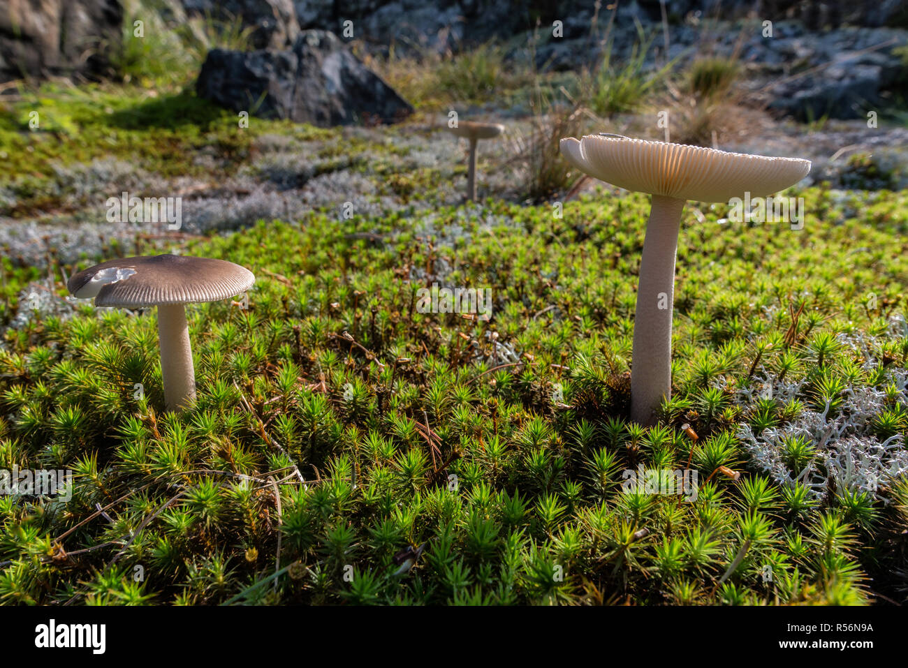 Gilled mushrooms growing in bed of moss and lichen on an island in the Georgian Bay, Ontario Stock Photo