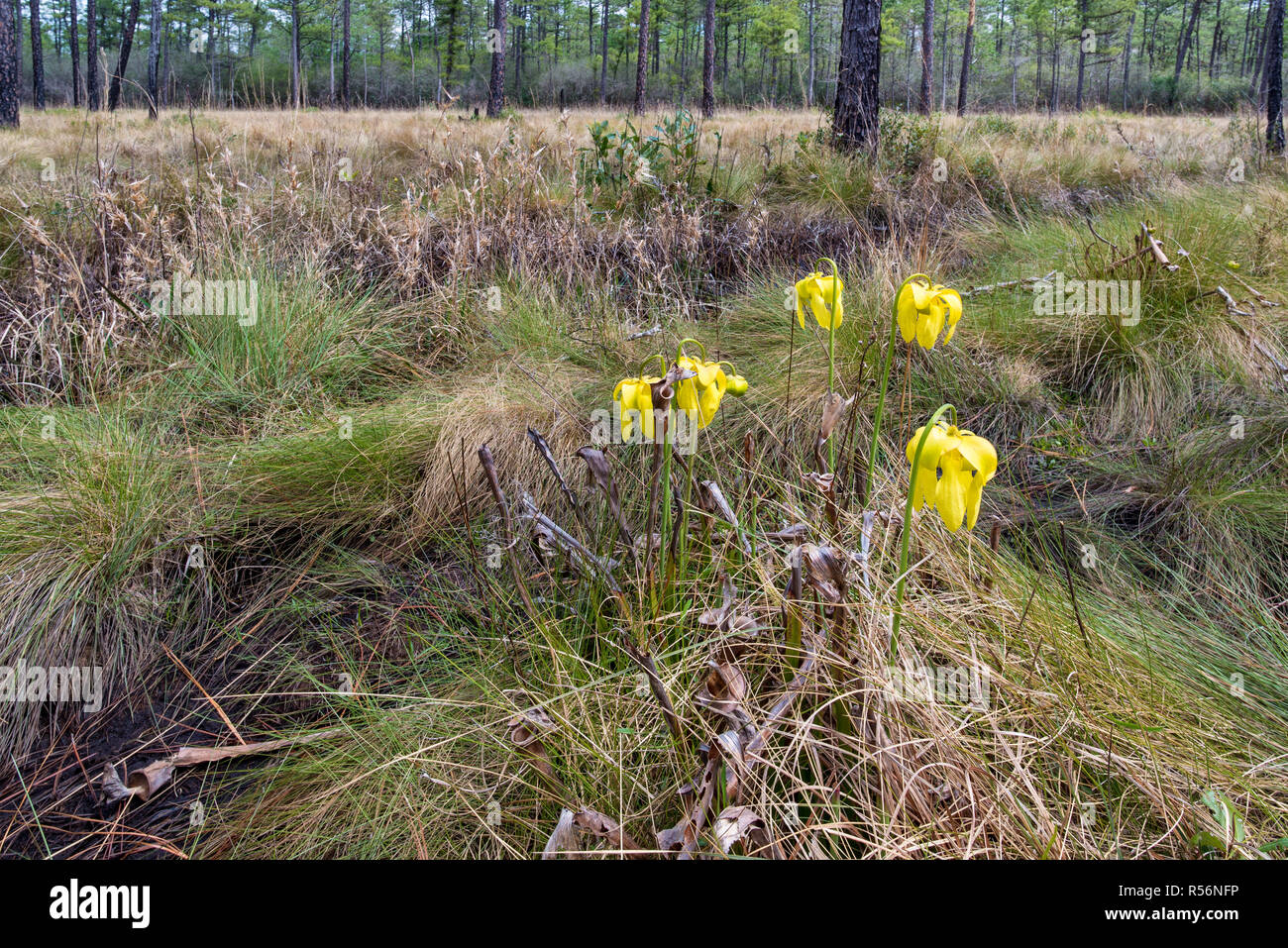 Flowers of yellow trumpet pitcher plant (Sarracenia alata) growing among wire grass (Aristida stricta) in early spring in the Nature Conservancy's Gre Stock Photo