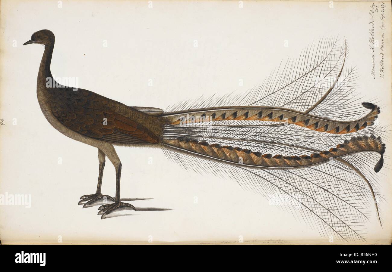 Superb Lyrebird â€˜Manura novaehollandaeâ€™ Male. Wellesley Albums. 1798 - 1805. Watercolour. Source: NHD 29/94. Author: ANON. Stock Photo