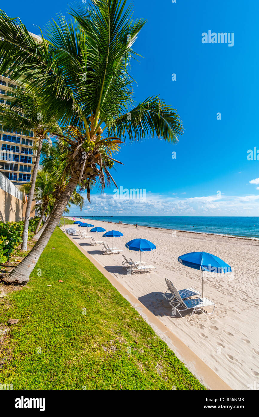 Palm trees and parasol row on Miami Beach, Florida, United States Stock Photo
