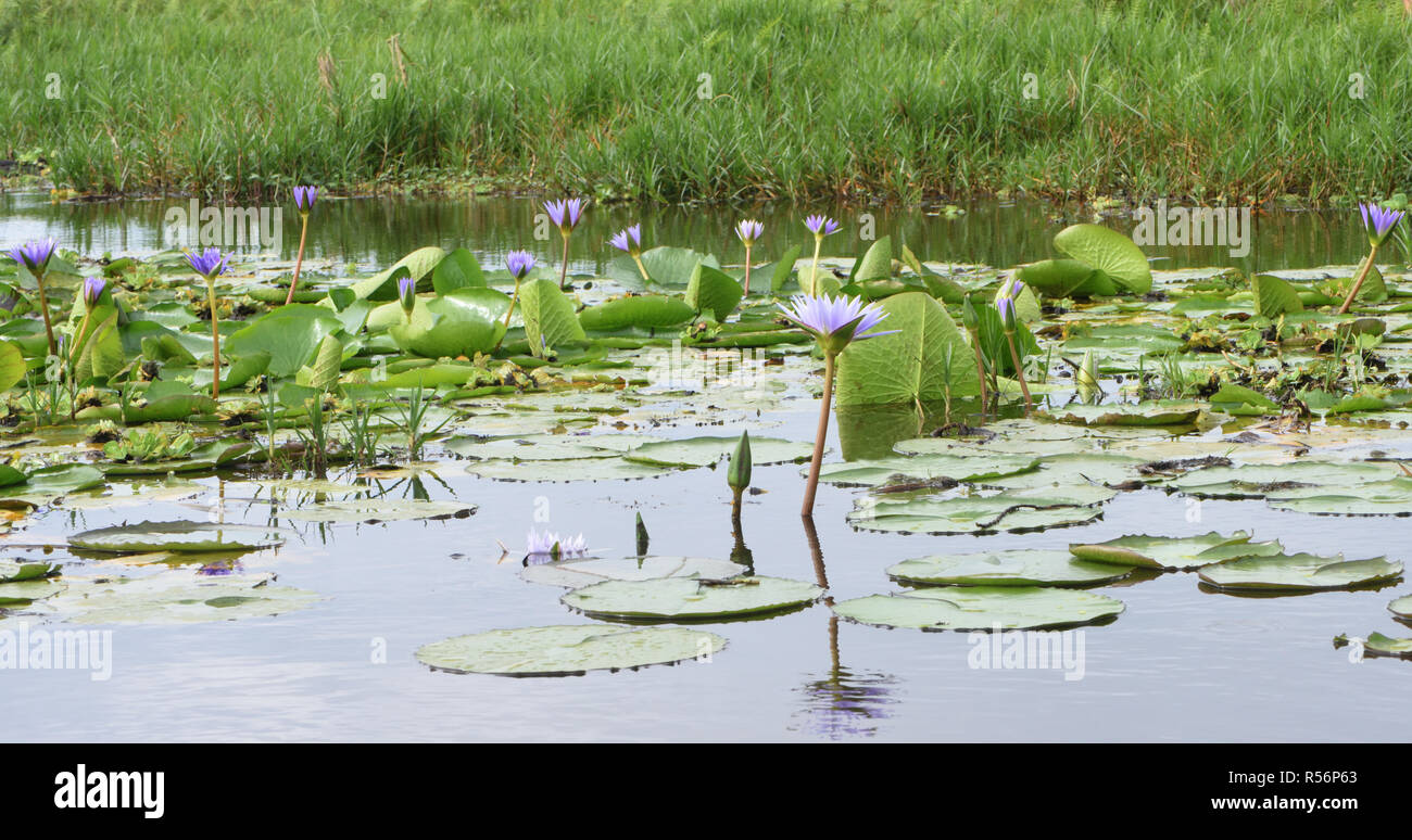 Water lilies grow in a patch of open water in the Mabamba Swamp on the edge of Lake Victoria. The  swamp is covered in  thick vegetation including pap Stock Photo