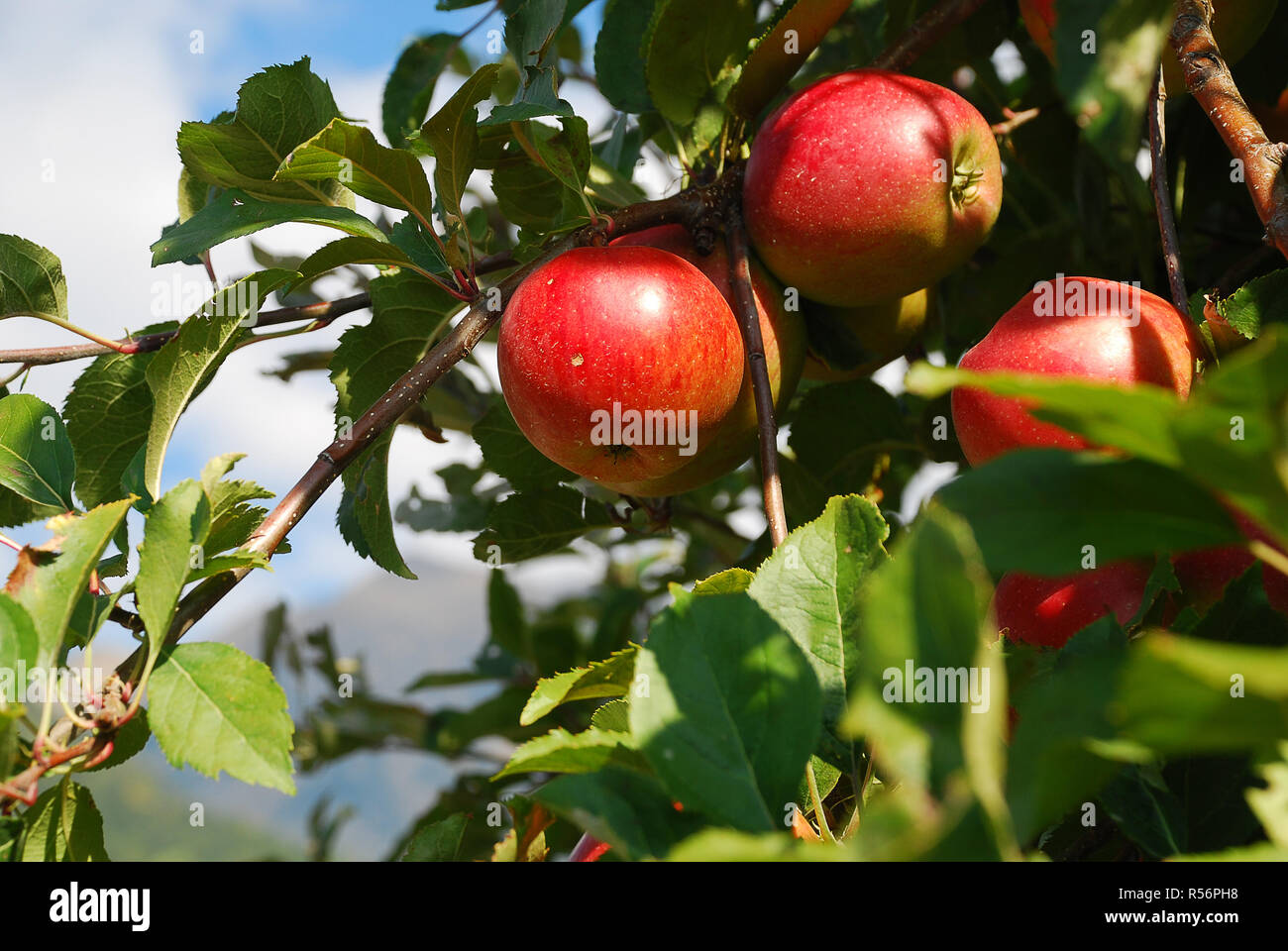 Royal gala apple tree hires stock photography and images Alamy