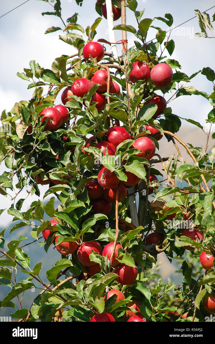 Gala Apple Tree Stock Photos & Gala Apple Tree Stock Images Alamy