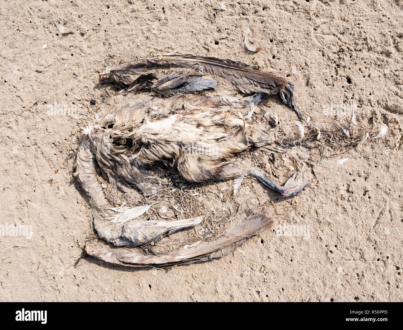 Body of dead bird, a cormorant, Phalacrocorax carbo, on sand of beach, Netherlands Stock Photo