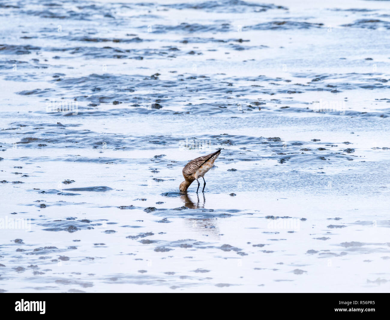 Adult bar-tailed godwit, Limosa lapponica, feeding on mud flat at low tide of Wadden sea, Netherlands Stock Photo