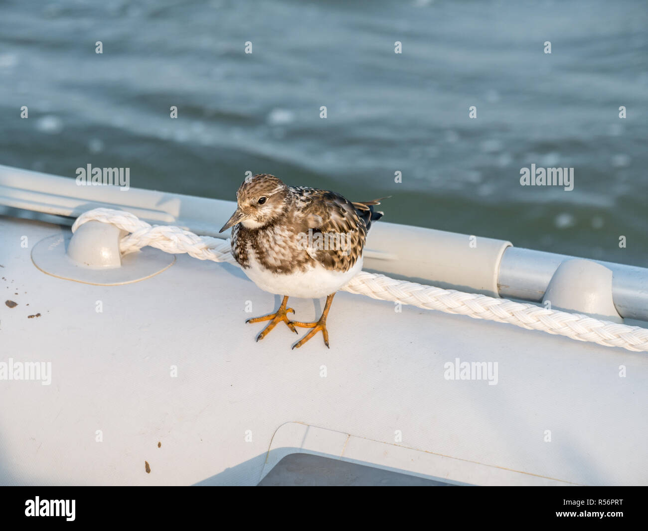 Juvenile ruddy turnstone, Arenaria interpres, resting on dinghy boat, Wadden Sea, Netherlands Stock Photo