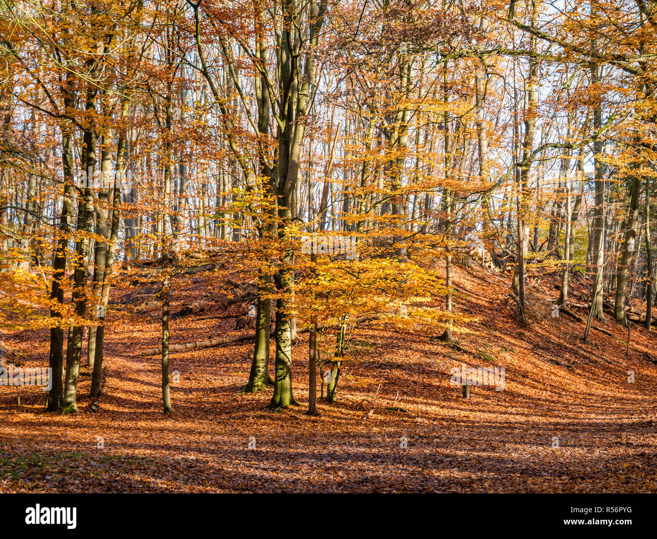 Colourful autumn trees and footpath covered with fallen leaves in nature reserve near Hilversum, Netherlands Stock Photo