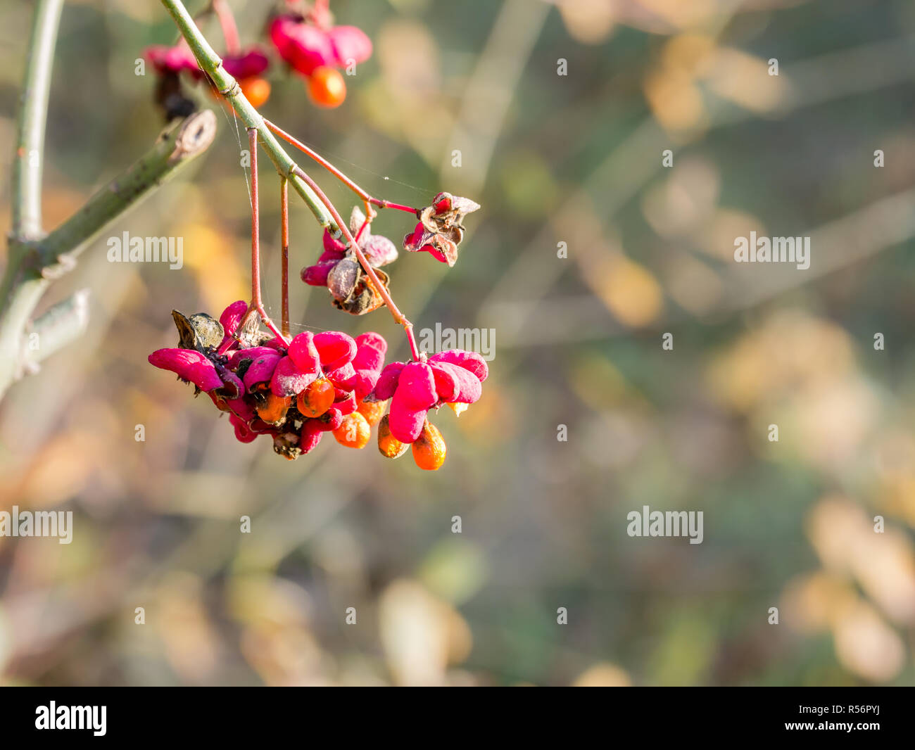 Colourful bunch of fruits of European spindletree, Euonymus europaeus, in autumn, Netherlands Stock Photo