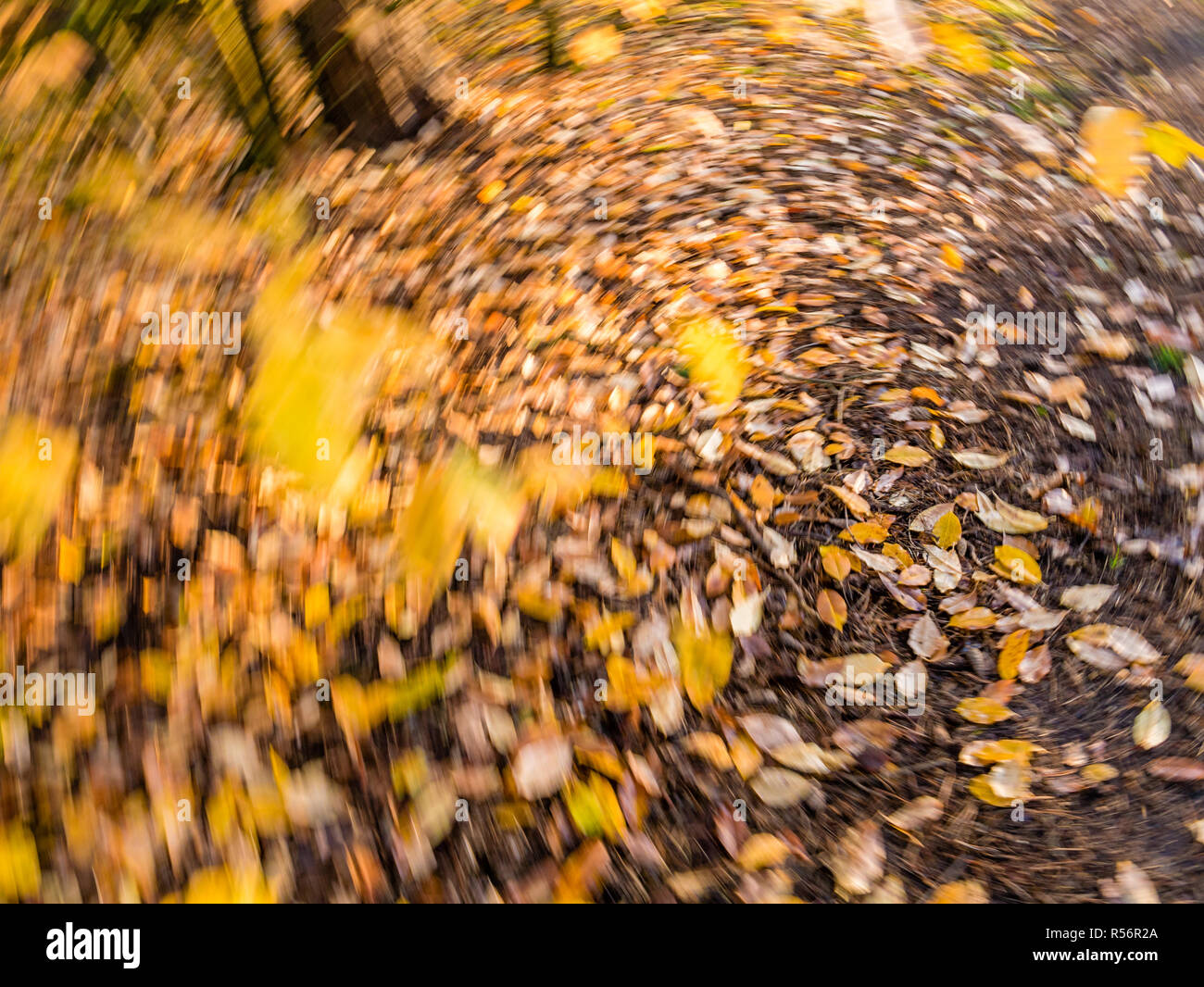 Autumn leaves in yellow and orange falling and fallen in rotating motion blur - purposely blurred Stock Photo