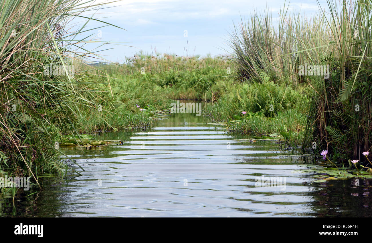 A channel through the Mabamba Swamp on the edge of Lake Victoria. The channel runs through thick vegetation including papyrus (Cyperus papyrus), ferns Stock Photo