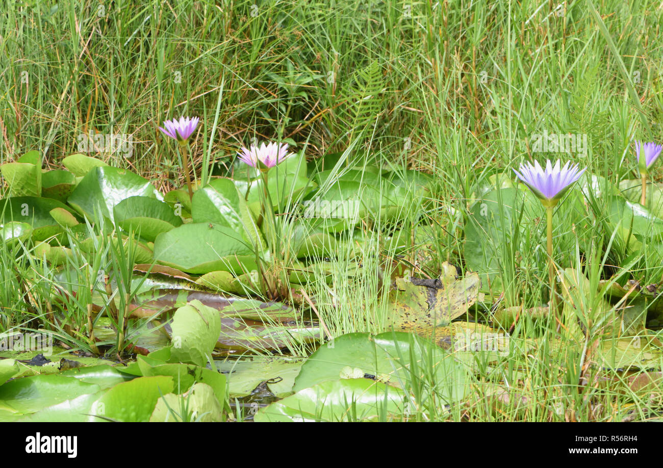 Water lilies grow in a patch of open water in the Mabamba Swamp on the