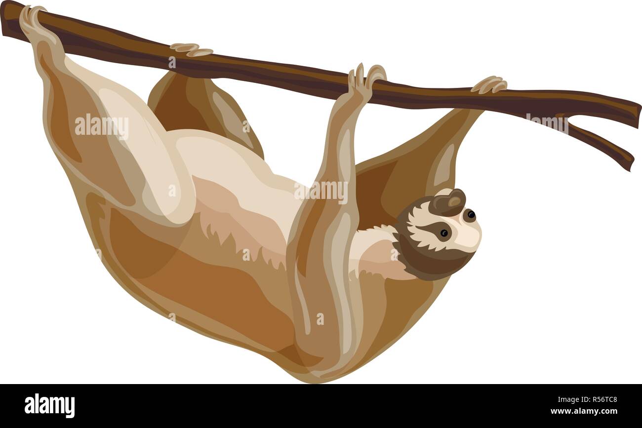 Sloth icon. Cartoon of sloth vector icon for web design isolated on white background Stock Vector