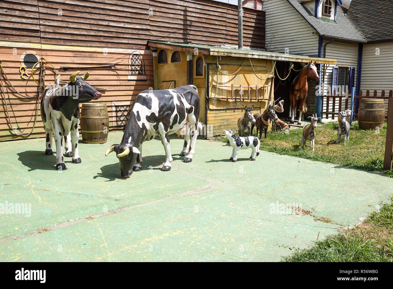 Landrace zoo farm from plastic hog feeder on modern plastic flooring on ranch Stock Photo