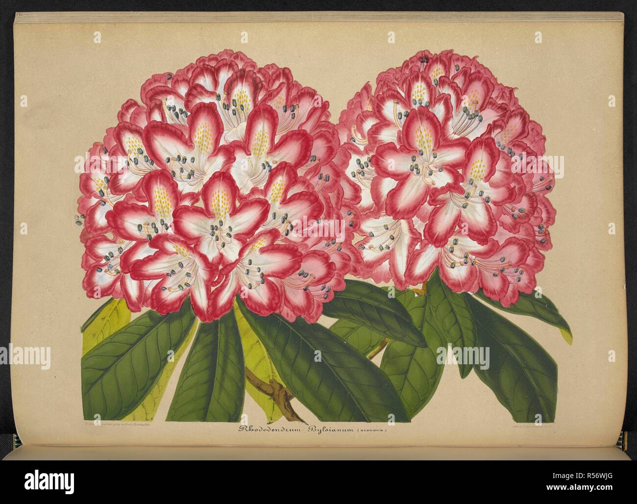 Rhododendron bylsianum. Rhododendron Bylsianum (hybridum). The Illustrated Bouquet, consisting of figures, with descriptions of new flowers. London, 1857-64. Source: 1823.c.13 plate 18. Author: Henderson, Edward George. Stroobant, P. Stock Photo