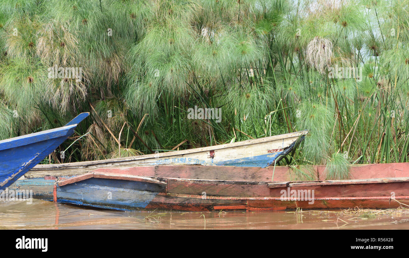 Wooden boats hauled up on the edge of a channel through the papyrus  (Cyperus papyrus) in the Mabamba Swamp on the edge of Lake Victoria.  Mabamba Bay Stock Photo