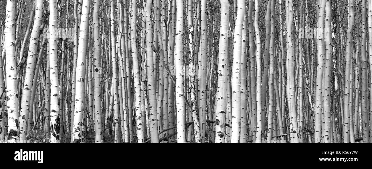 Thick forest of tall aspen trees in black and white landscape scene background Stock Photo