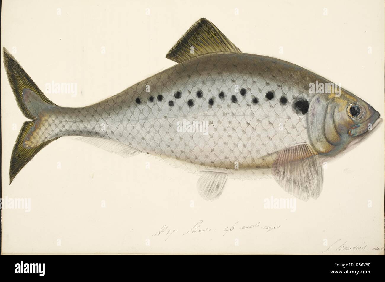 Shad fish. The Fresh-water Fishes of Great Britain, drawn and described by  Mrs. T. Edward Bowdich. The Authoress; R. Ackermann: London, 1828. Source:  L.R.404.c.5. Plate 27. Author: Bowdich, Sarah Stock Photo 