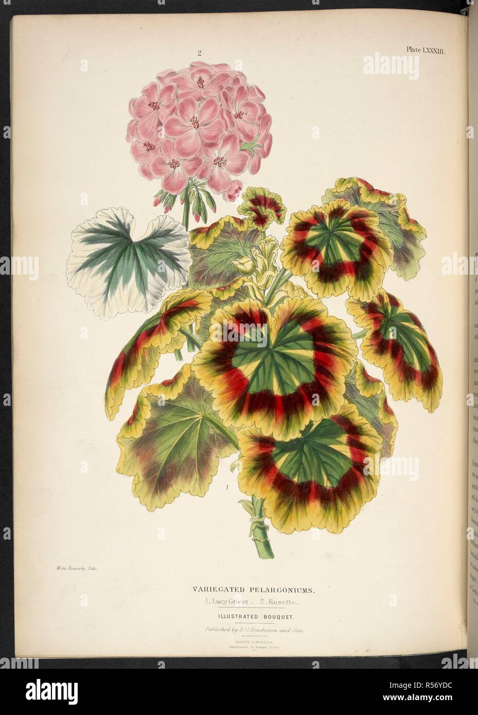 New variegated Pelagoniums. Variegated pelargoniums. 1. Lucy Grieve; 2. Rosette. The Illustrated Bouquet, consisting of figures, with descriptions of new flowers. London, 1857-64. Source: 1823.c.13 plate 83. Author: Henderson, Edward George. Sowerby, Miss. Stock Photo
