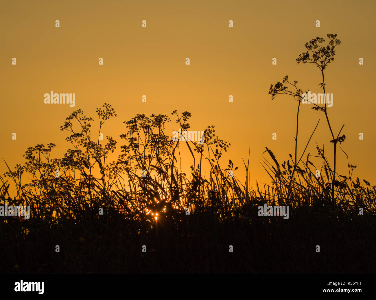 Morning silhouettes hi-res stock photography and images - Alamy