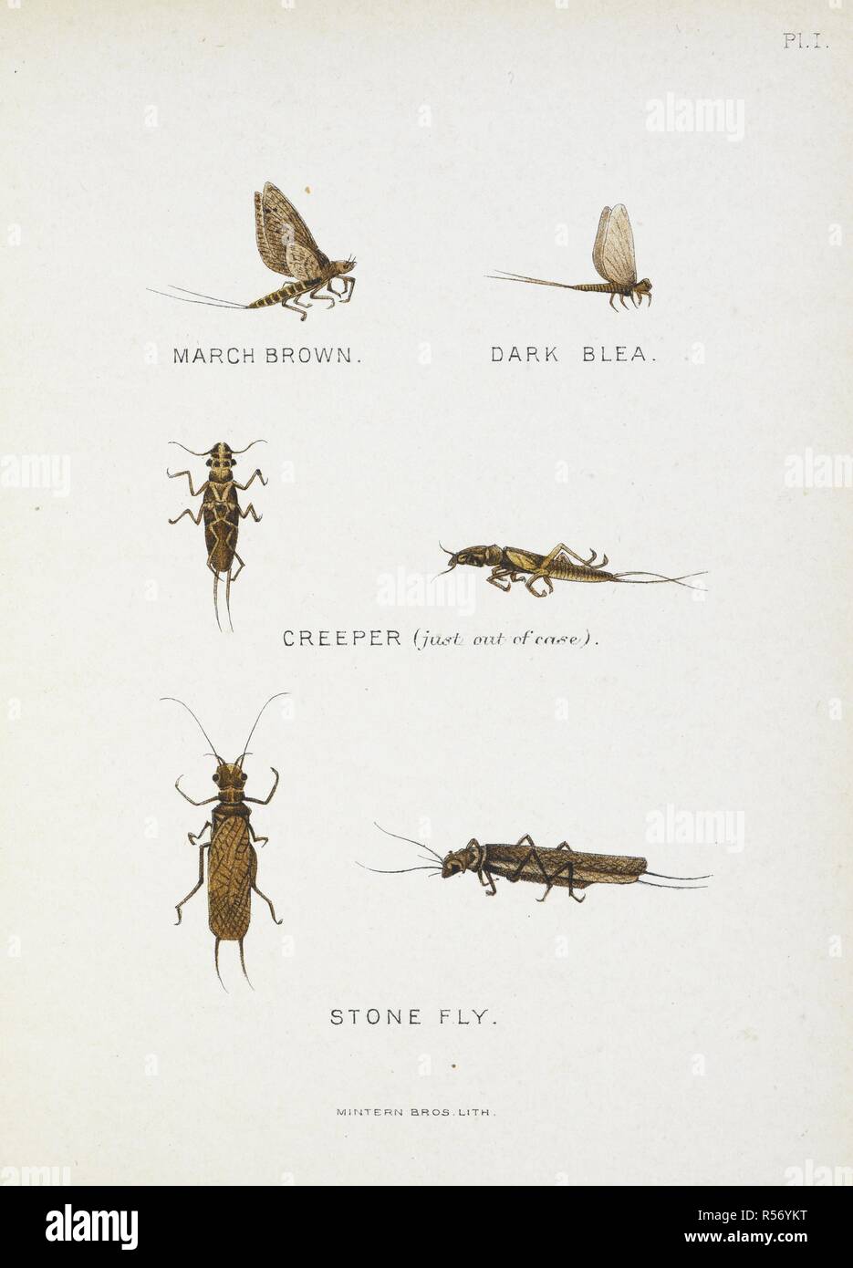 Stone Fly. Illustration of various insects. By Hook and by Crook