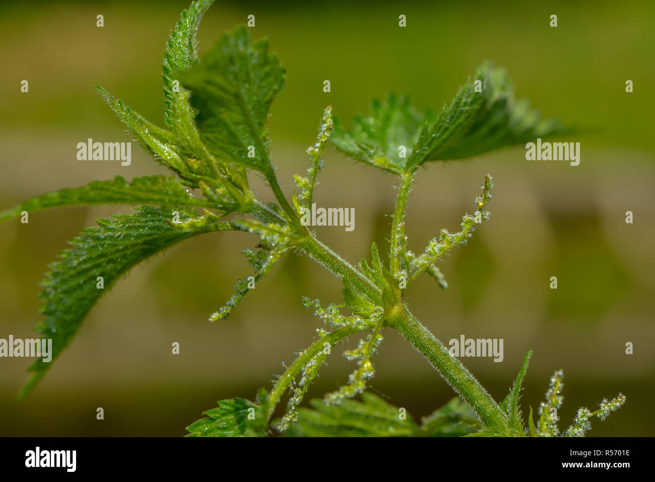 flowering stinging nettle Stock Photo - Alamy