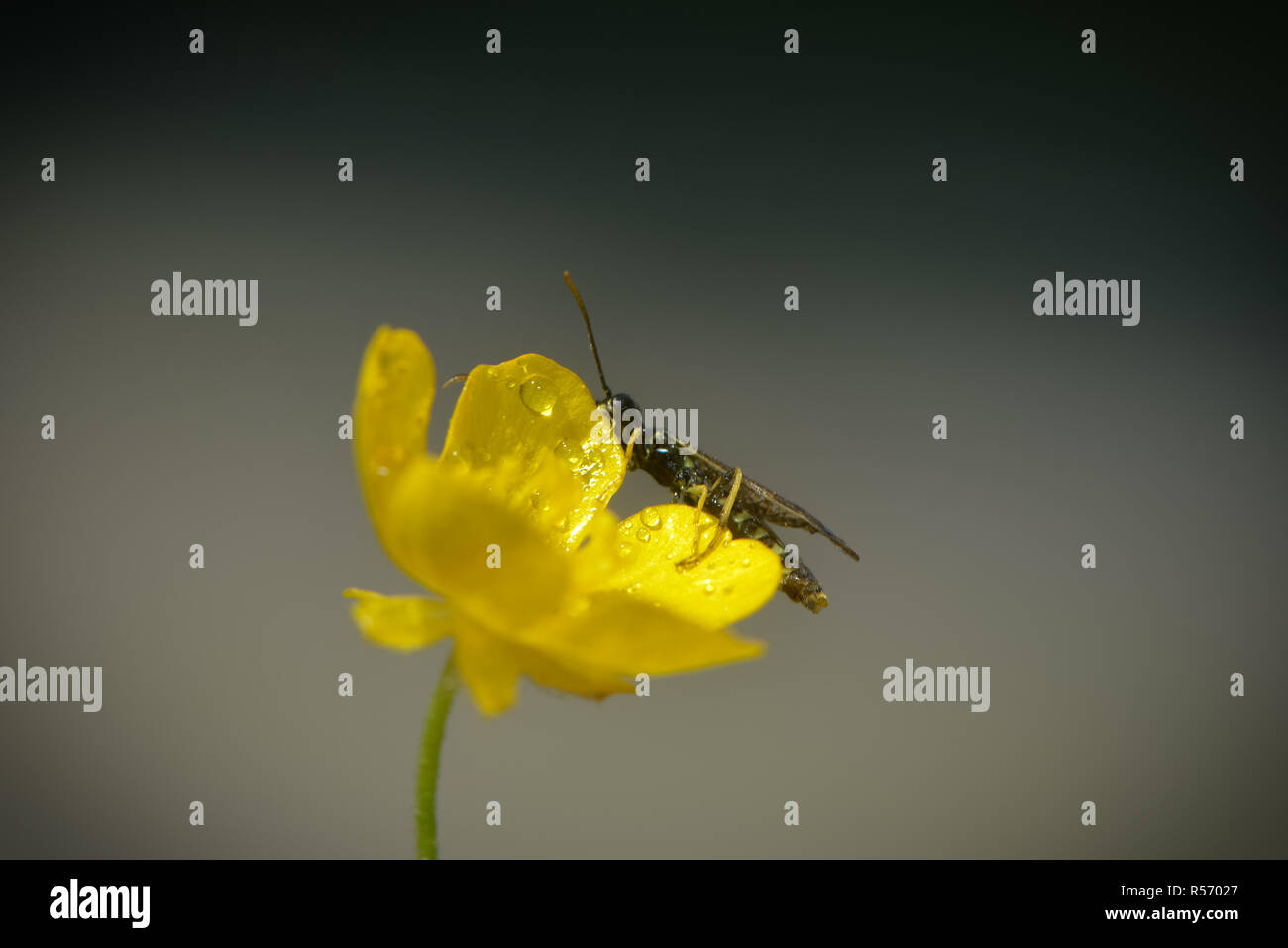 insect on a buttercup blossom Stock Photo - Alamy