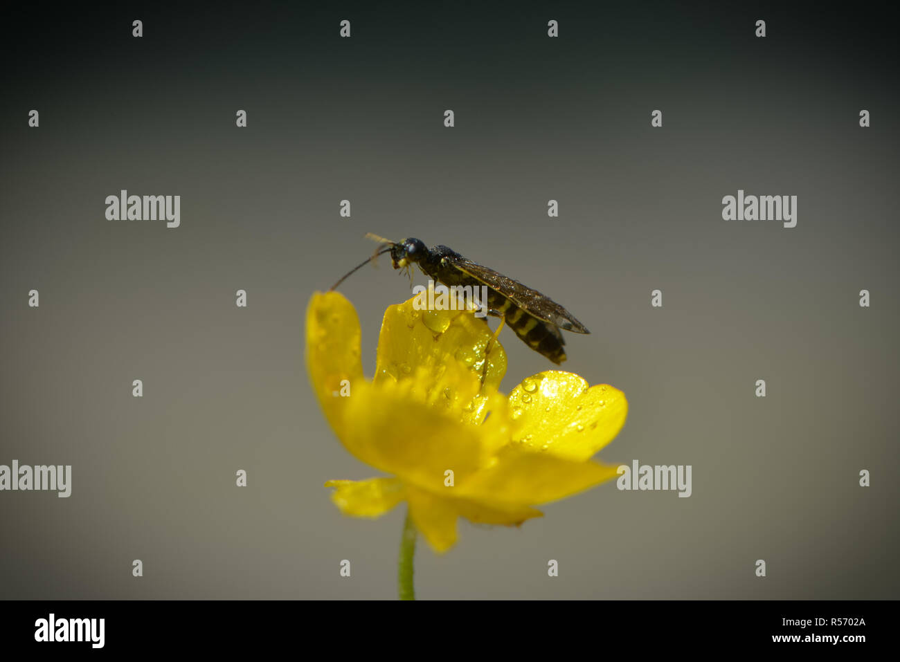 insect on a buttercup blossom Stock Photo - Alamy
