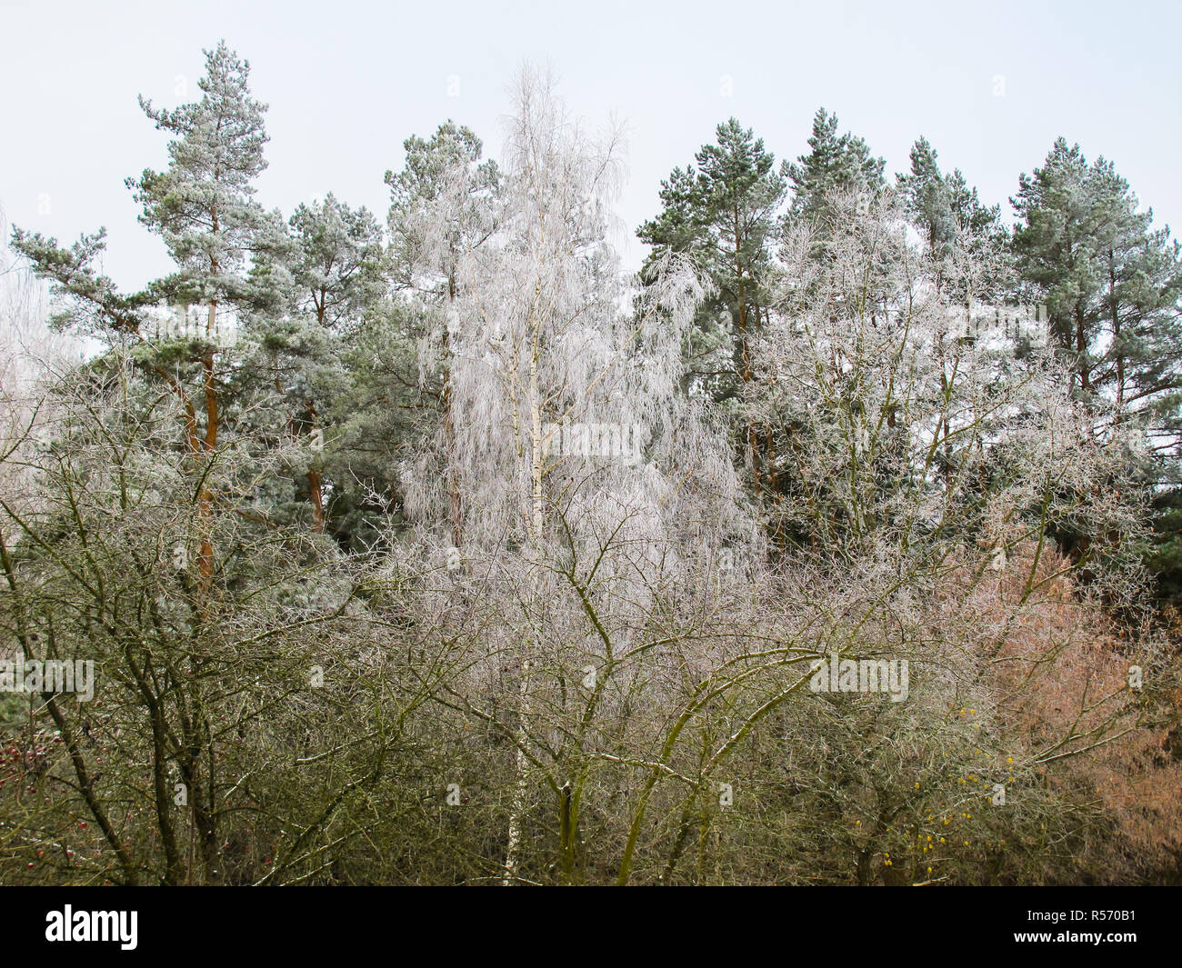 Trees covered with hoarfrost in a winter garden and forest Stock Photo