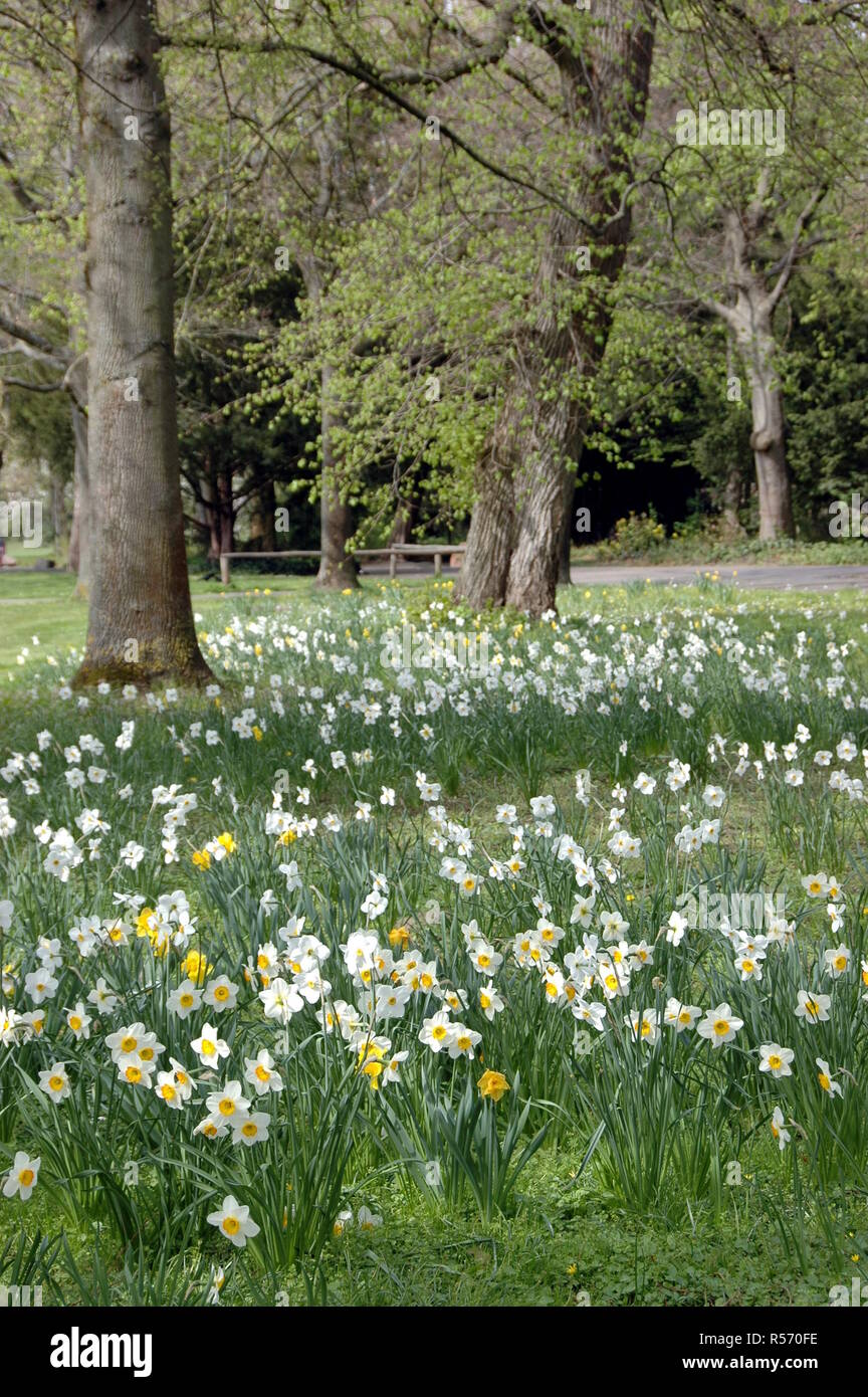 daffodils in the castle grounds of karlsruhe Stock Photo
