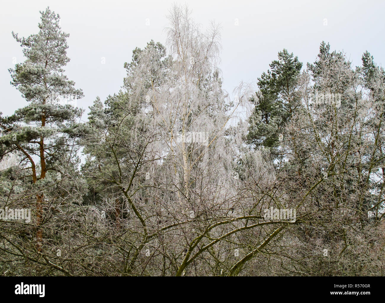 Trees covered with hoarfrost in a winter garden and forest Stock Photo