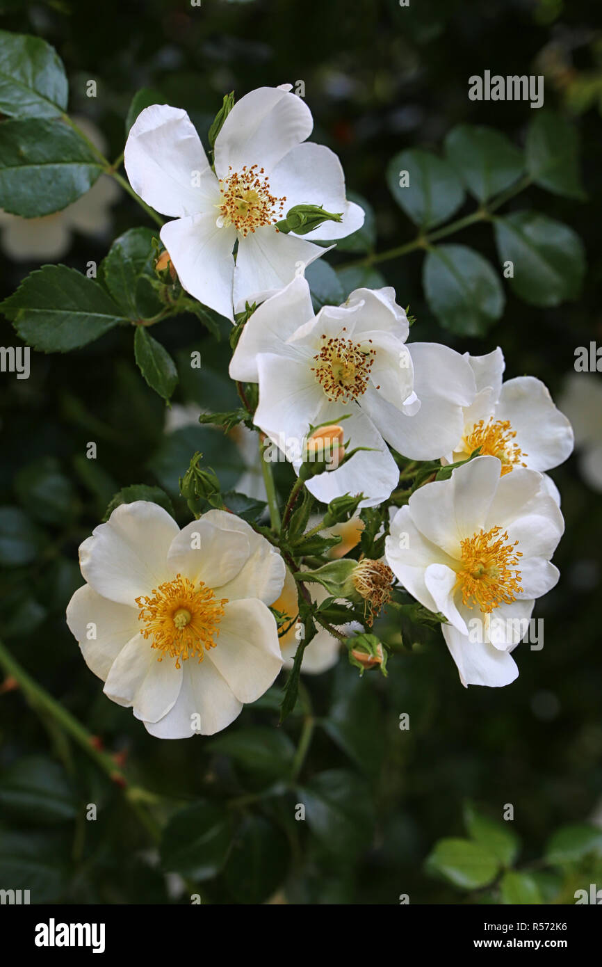 wild white roses Stock Photo - Alamy