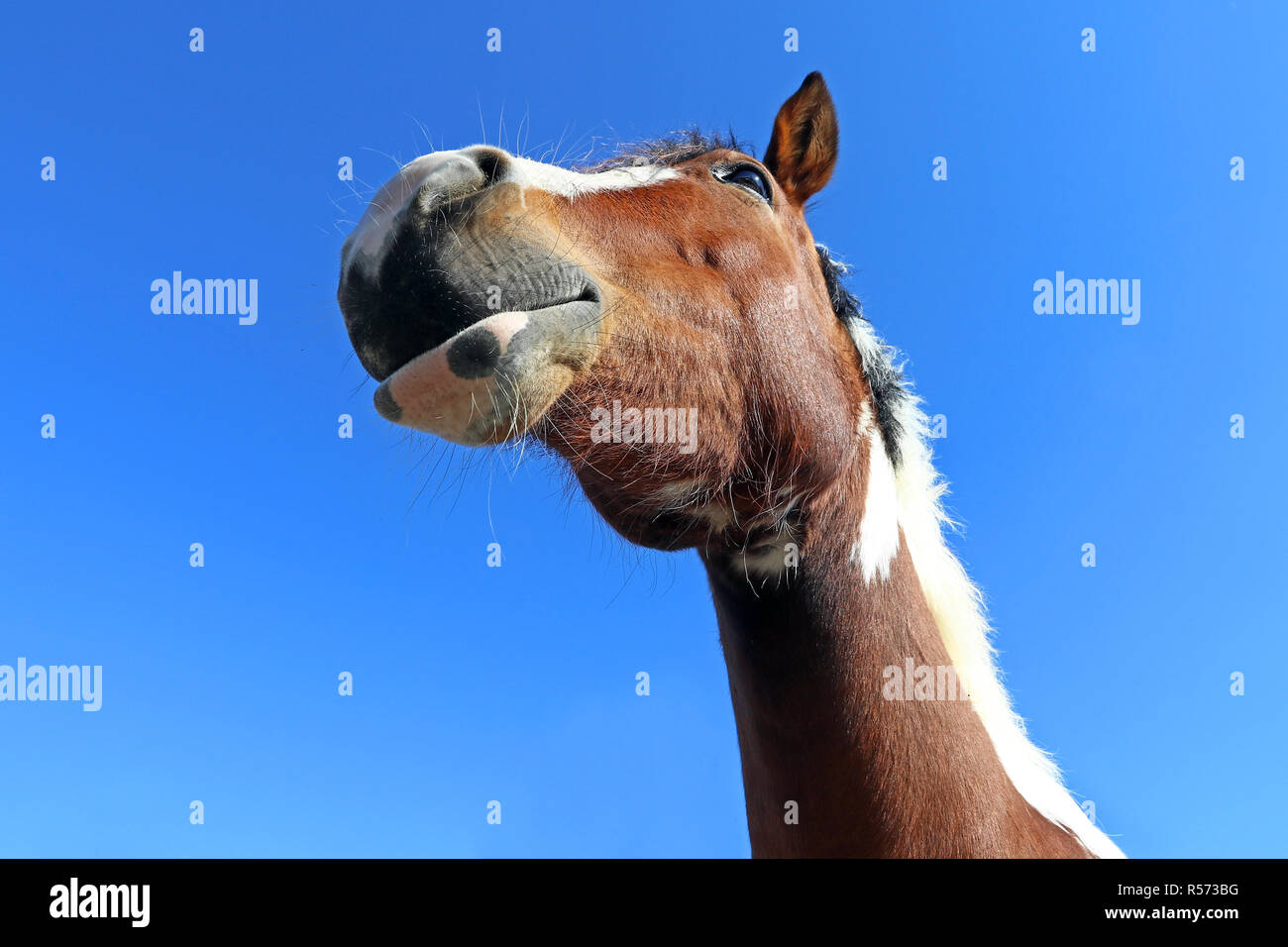 the head photographed by a brown horse from below. horse's head from