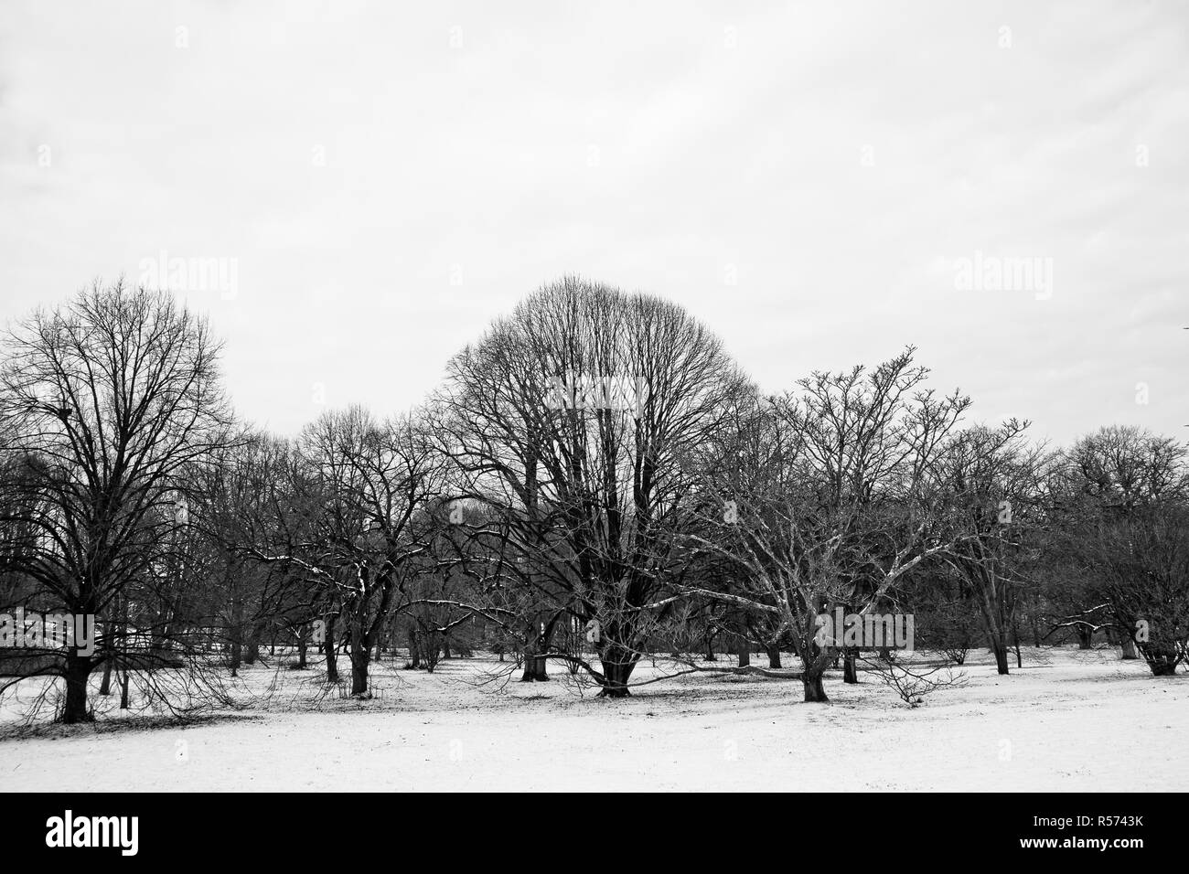 Boston, Massachusett - January 16, 2012: Park with tall trees at the start of the first winter snowfall Stock Photo