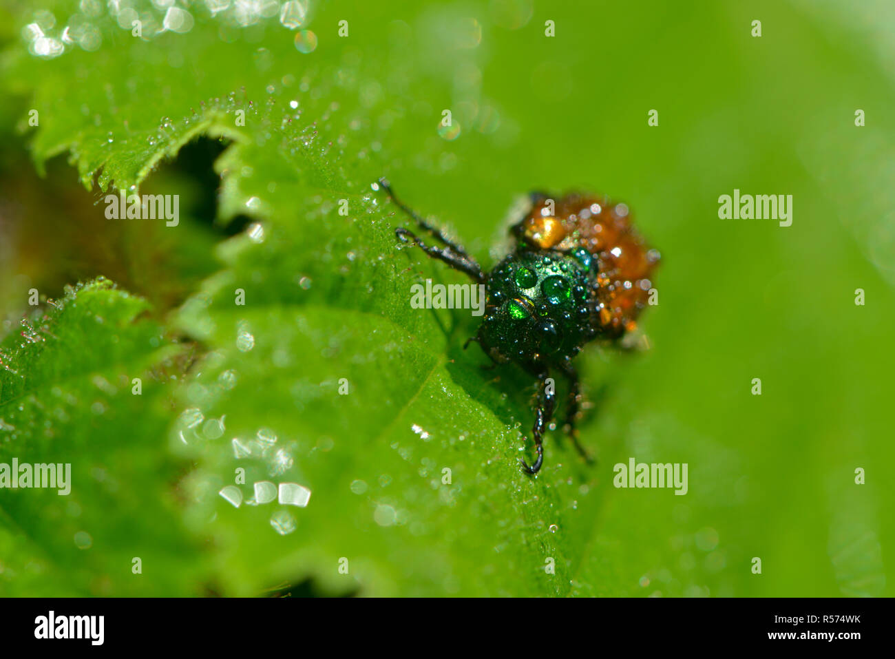 Juniper Raim Juniper beetle hi-res stock photography and images - Alamy