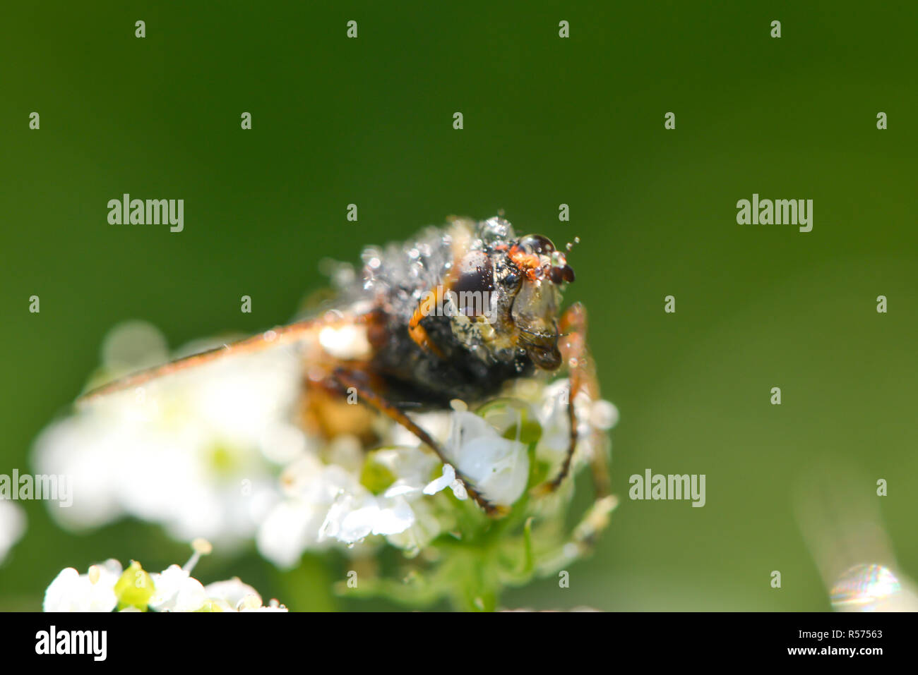 caterpillar fly in the rain Stock Photo Alamy
