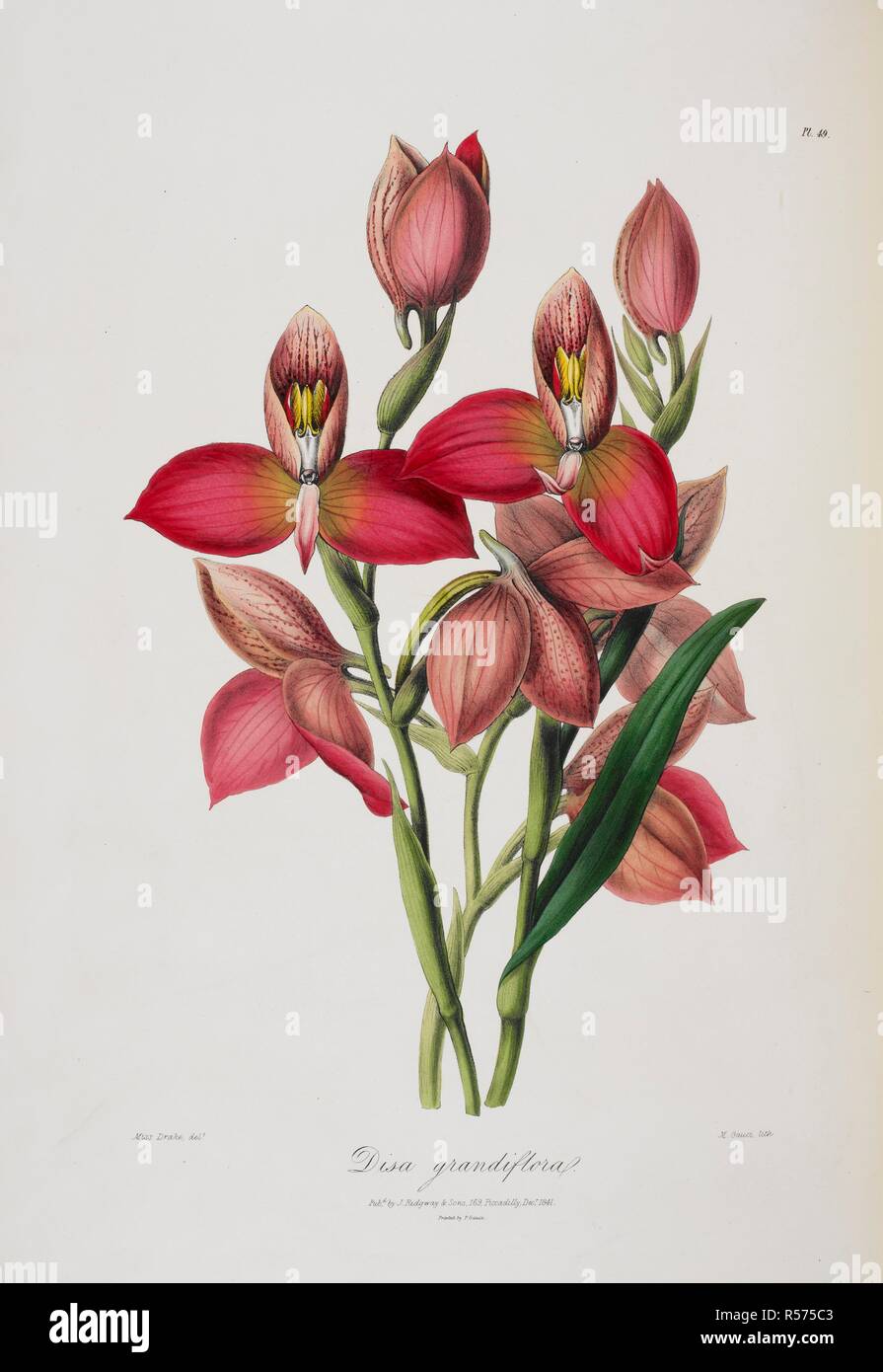Disa grandiflora. Sertum Orchidaceum- a wreath of the most beautiful. London, 1838. Pink and red flowering plant. Image taken from Sertum Orchidaceum- a wreath of the most beautiful orchidaceous Flowers. Originally published/produced in London, 1838. Source: 1259.d.31, plate 49. Stock Photo