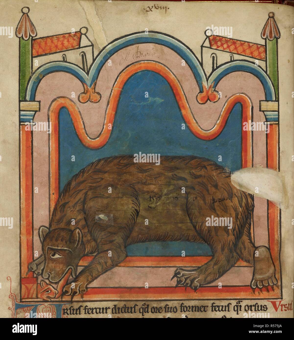 Bear licking a cub into shape. Bestiary. England (Salisbury?); 1230-1240. (Whole folio) A bear licking into shape its cub which is born eyeless and unformed.  Image taken from Bestiary.  Originally published/produced in England (Salisbury?); 1230-1240. . Source: Harley 4751, f.15v. Language: Latin. Stock Photo