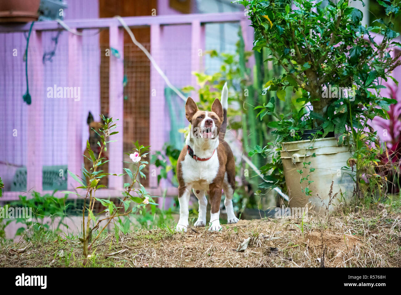 Guardian dog protecting home on alert Stock Photo