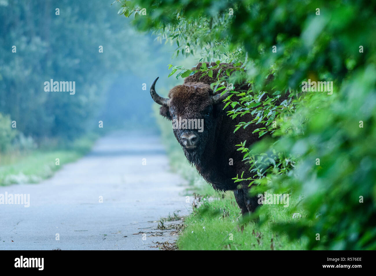 Male European bison (Bison bonasus) just before crossing a road in Bialowieza National Park, Poland. July, 2017. Stock Photo