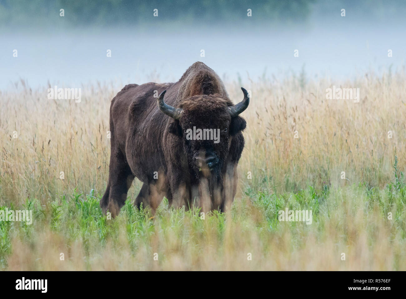 Male European bison (Bison bonasus) on a meadow in Bialowieza National Park, Poland. July, 2017. Stock Photo