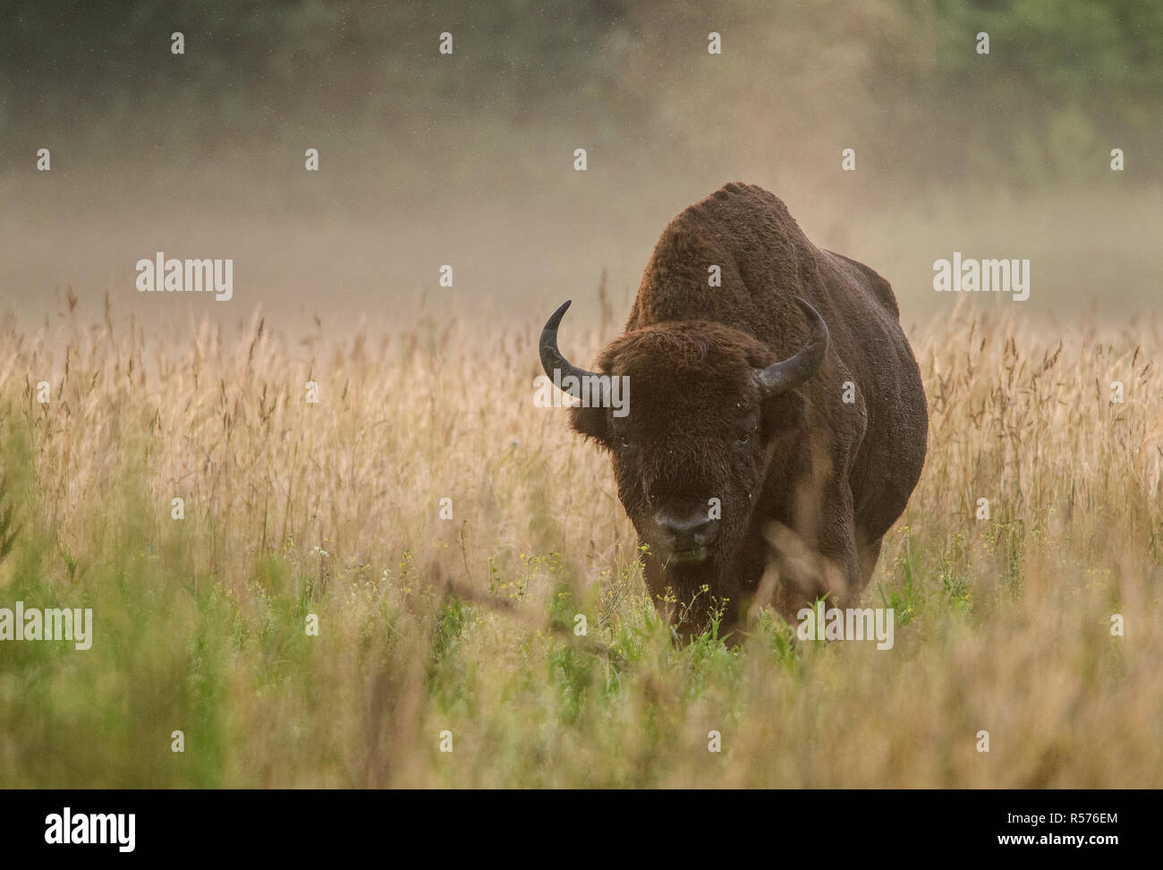 Male European bison (Bison bonasus) during sunrise in Bialowieza National Park, Poland. July, 2017. Stock Photo