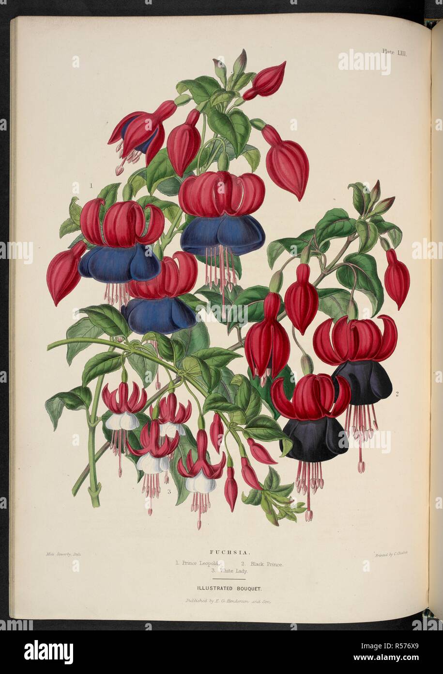 New Fuchsias. Fuchsia. 1. Prince Leopold; 2. Black Prince; 3. White Lady. The Illustrated Bouquet, consisting of figures, with descriptions of new flowers. London, 1857-64. Source: 1823.c.13 plate 53. Author: Henderson, Edward George. Sowerby, Miss. Stock Photo