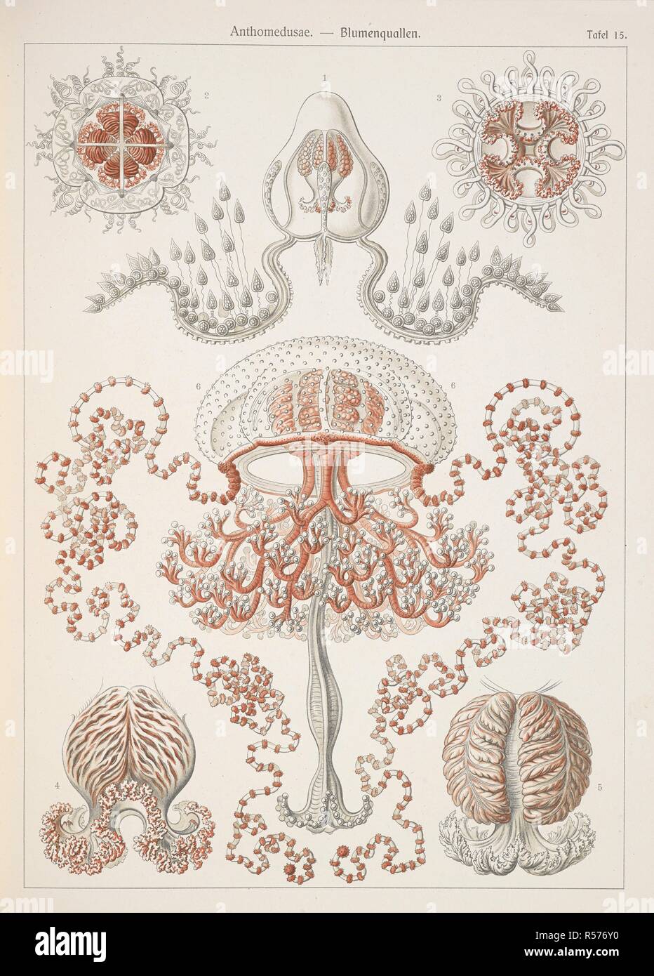 Anthomedusae. Flower jellyfish. Kunstformen der Natur / Ernst Heinrich Philipp August Haeckel. Leipzig : Bibliographisches Inst., 1914 ; Wien. Source: Wf1/1811 plate 15. Stock Photo
